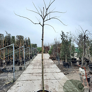 Albizia julibr. Ombrella 200 cm stam container 10-12 lei 150x120