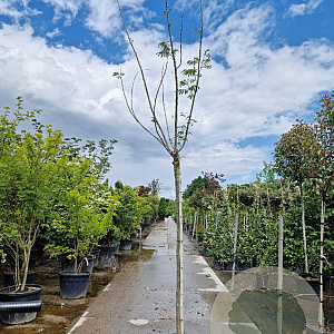 Albizia julibr. Ombrella 200 cm stam container 10-12 lei 150x120