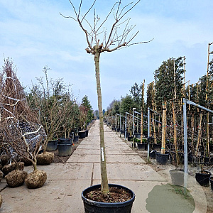 Albizia julibr. Ombrella 200 cm stam container 18-20 leiboom