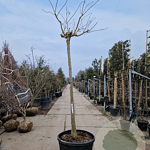 Albizia julibr. Ombrella 200 cm stam container 18-20 leiboom