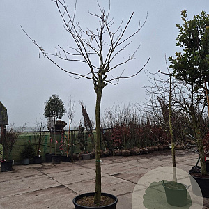 Albizia julibr. Ombrella 200 cm stam container 25-30