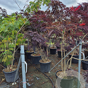 Albizia julibr. 'Summer Chocolate' 250-300 cm cont. 70L meerstammig