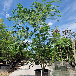 Albizia julibrissin 125-150 cm container meerstammig