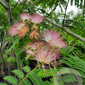 Albizia julibrissin 125-150 cm container meerstammig