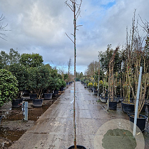 Albizia julibrissin 200 cm stam container 6-8