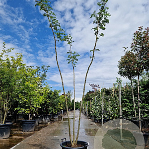 Albizia julibrissin 250-300 cm container meerstammig