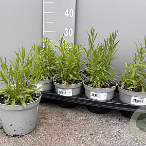Artemisia dracunculus P14