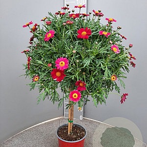 Argyranthemum frutescens GM P19