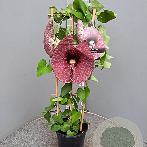 Aristolochia grandiflora 60-80 cm 4,5L