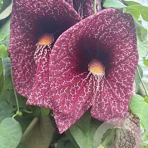 Aristolochia grandiflora 60-80 cm 4,5L