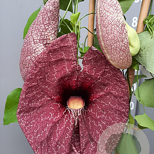 Aristolochia grandiflora 60-80 cm 4,5L