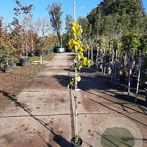 Aristolochia macrophylla 150-175 cm 3,0L