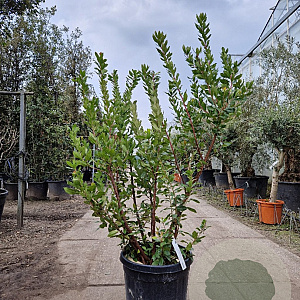 Arbutus unedo 150-175 cm 45L