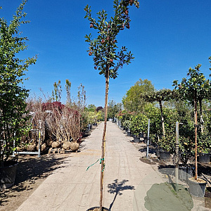 Arbutus unedo 180 cm stam container 8-10