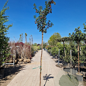 Arbutus unedo 180 cm stam container 8-10