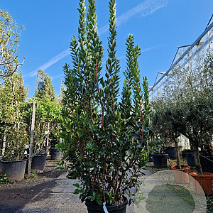Arbutus unedo 200-250 cm 45L
