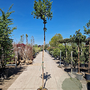 Arbutus unedo 230 cm stam container meerstammig dakvorm