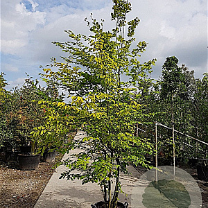 Carpinus betulus 350-400 cm container meerstammig