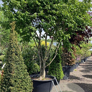 Carpinus betulus 400-450 cm container meerstammig