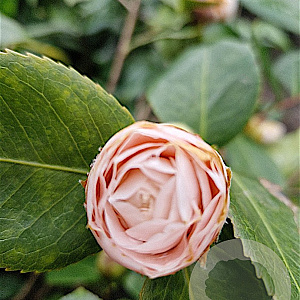 Camellia j. 'Debutante' 120-140 cm 35L
