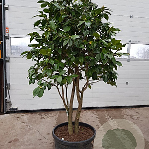 Camellia japonica 150-175 cm container meerstammig extra