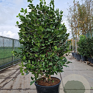 Camellia japonica 175-200 cm container meerstammig