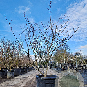 Cercis can. 'Forest Pansy' 150-175 cm container 