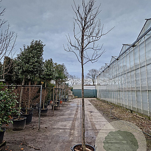 Cercis can. 'Forest Pansy' 180 cm stam container 8-10