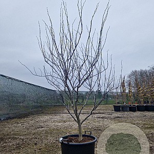 Cercis can. 'Forest Pansy' 200-250 cm container meerstammig