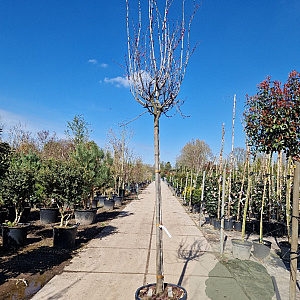Cercis can. 'Forest Pansy' 200 cm stam container 12-14
