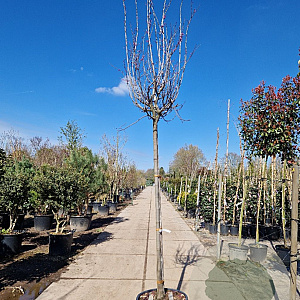 Cercis can. 'Forest Pansy' 200 cm stam container 12-14