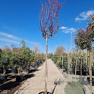 Cercis can. 'Forest Pansy' 200 cm stam container 14-16 hoge lei