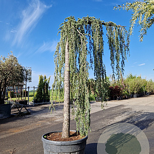 Cedrus l. 'Glauca Pendula' 220 cm stam container 30-35 lei 150x150