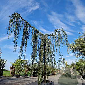 Cedrus l. 'Glauca Pendula' 220 cm stam container 30-35 lei 150x150