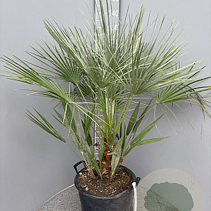Chamaerops humilis 100-110 cm 25L