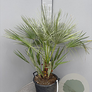 Chamaerops humilis 100-110 cm 25L