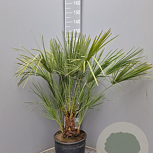 Chamaerops humilis 80 cm 5,0L