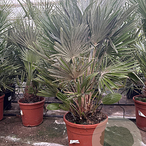 Chamaerops humilis 'Vulcano' 50-70 cm 6L