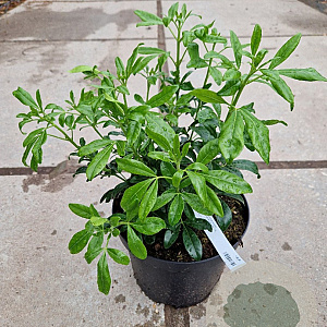 Choisya ternata 30-40 cm 7,5L