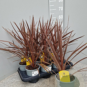 Cordyline aus. 'Red Star' 40-50 cm C1.2