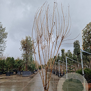 Cotinus coggygria 250-300 cm cont. 110L meerstammig