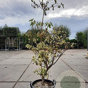 Cornus controversa 'Variegata' 150-175 cm 35L