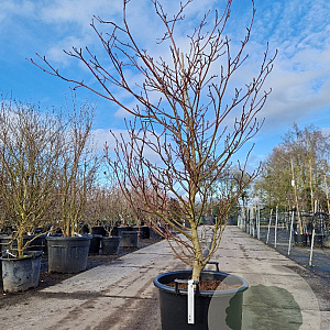 Cornus controversa 'Variegata' 175-200 cm container meerstammig