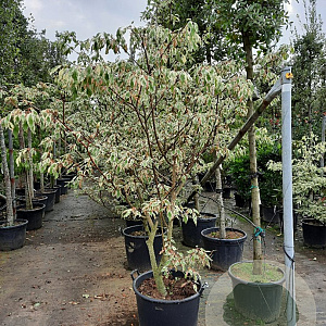 Cornus controversa 'Variegata' 200-250 cm container meerstammig