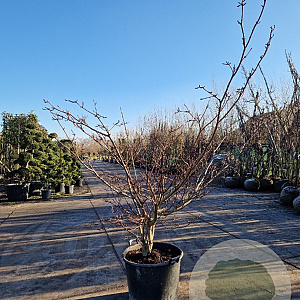 Cornus controversa 'Variegata' 200-250 cm container meerstammig