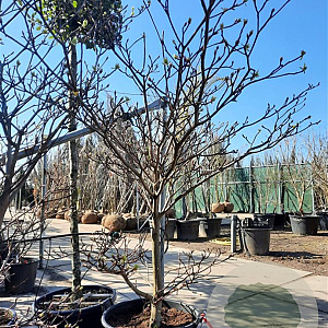 Cornus controversa 'Variegata' 200-250 cm container meerstammig