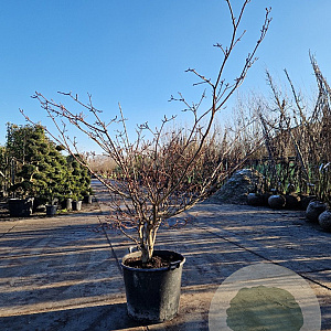 Cornus controversa 'Variegata' 200-250 cm container meerstammig