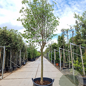 Cornus florida 120 cm stam container 20-25