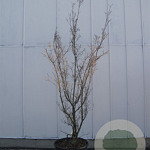 Cornus k. 'China Girl' 250-300 cm container meerstammig