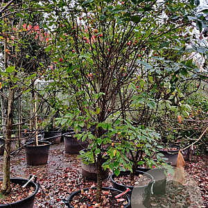Cornus k. 'China Girl' 250-300 cm container meerstammig